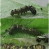 vanes cardui larva2 volg